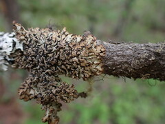 Hypogymnia austerodes