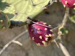 Opuntia bravoana