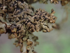 Hypogymnia austerodes