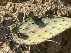 Opuntia bravoana