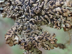 Hypogymnia austerodes