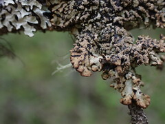 Hypogymnia austerodes