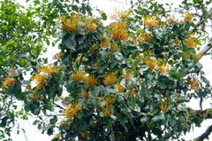 Psittacanthus schiedeanus