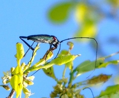 Pseudodeltaspis cyanea