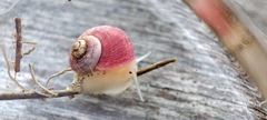 Margarites groenlandicus