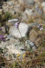 Astragalus norvegicus