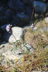 Astragalus norvegicus