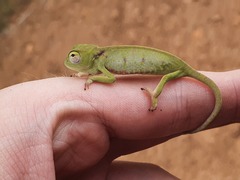 Chamaeleo senegalensis