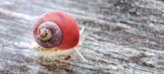 Margarites groenlandicus