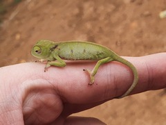Chamaeleo senegalensis