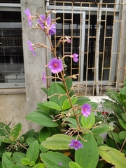 Pleroma heteromallum