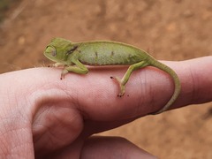 Chamaeleo senegalensis
