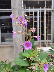 Pleroma heteromallum