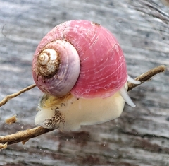 Margarites groenlandicus