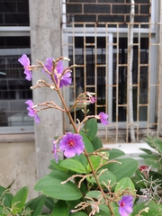 Pleroma heteromallum