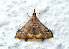 Clupeosoma