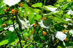 Solenophora calycosa