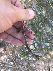 Erica manipuliflora