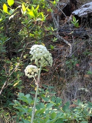 Angelica tomentosa