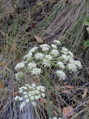 Angelica tomentosa