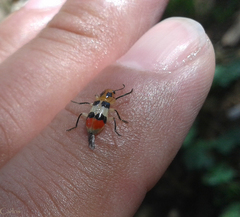 Systenoderes amaenus