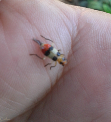 Systenoderes amaenus