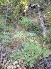 Angelica tomentosa