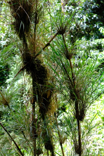 Chusquea tomentosa