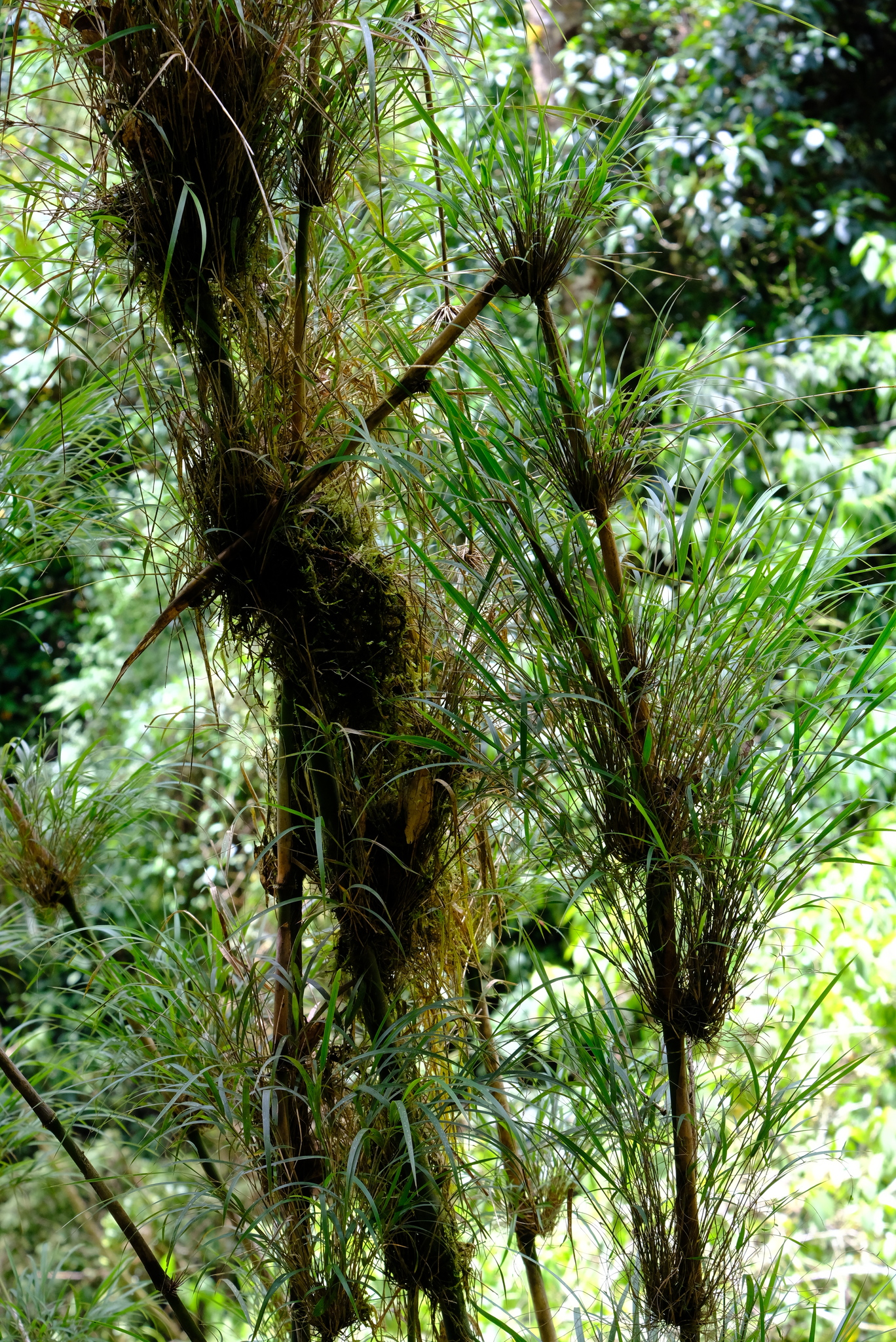 Chusquea tomentosa