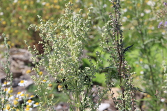 Artemisia sieversiana