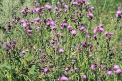 Carduus crispus