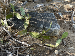 Opuntia bravoana