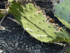 Opuntia bravoana