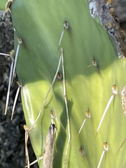 Opuntia bravoana
