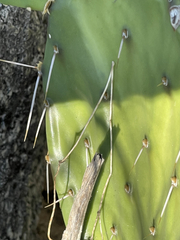Opuntia bravoana