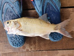 Galeoides decadactylus