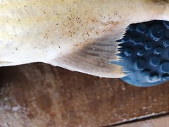 Galeoides decadactylus