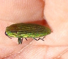 Agaeocera scintillans