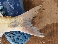 Galeoides decadactylus