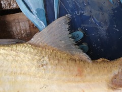 Galeoides decadactylus