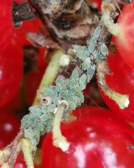 Aphis schneideri