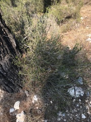 Erica manipuliflora