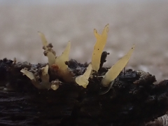 Calocera cornea