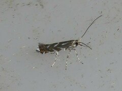 Parectopa pennsylvaniella