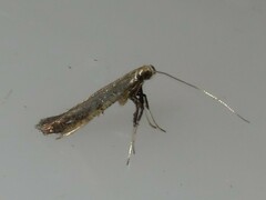 Caloptilia hypericella