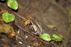 Incilius melanochlorus