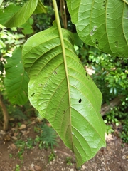 Pisonia horneae
