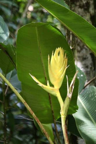 Heliconia lingulata, photograph 2