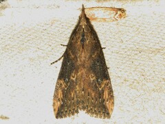Hypena humuli