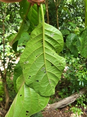 Pisonia horneae